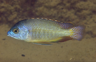 Protomelas pleurotaenia 'Otter Point'